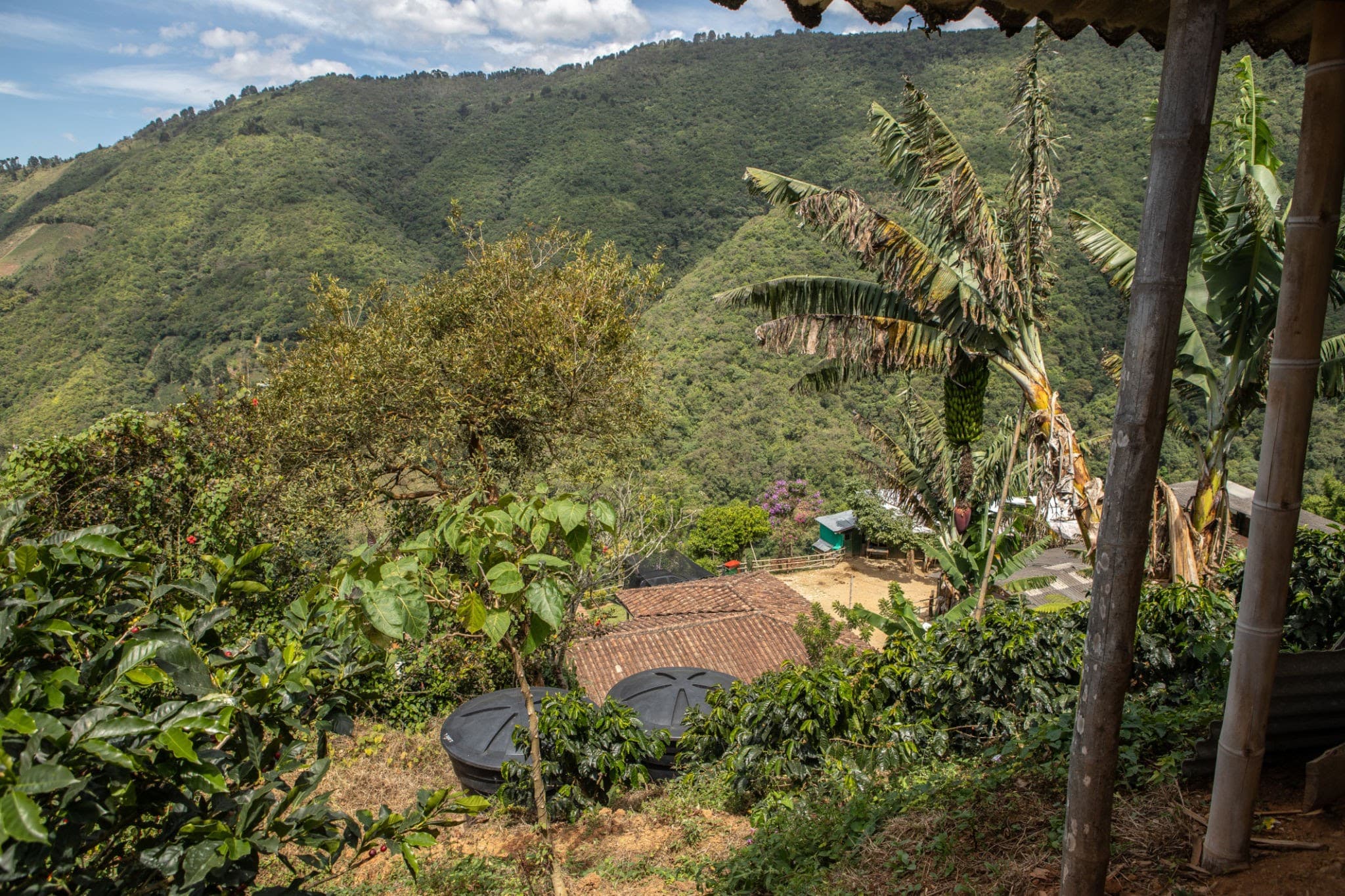 Fotografía del tour: Tour del Café Tradicional en Finca Campesina
